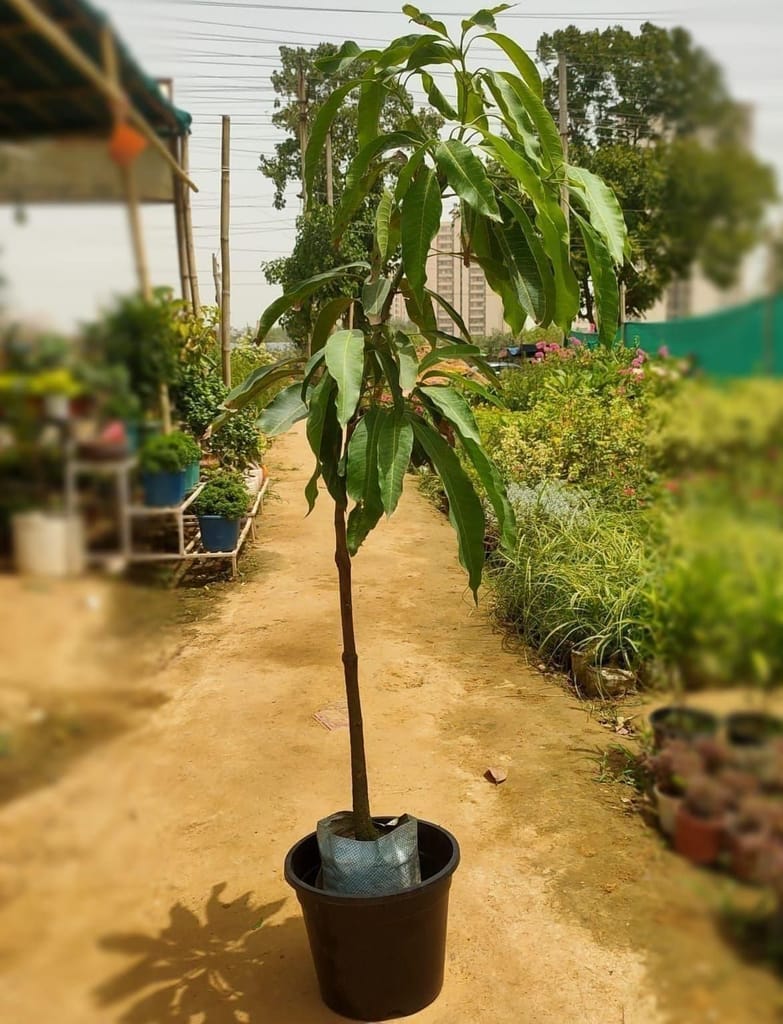 Mango in 10 Inch Nursery Pot
