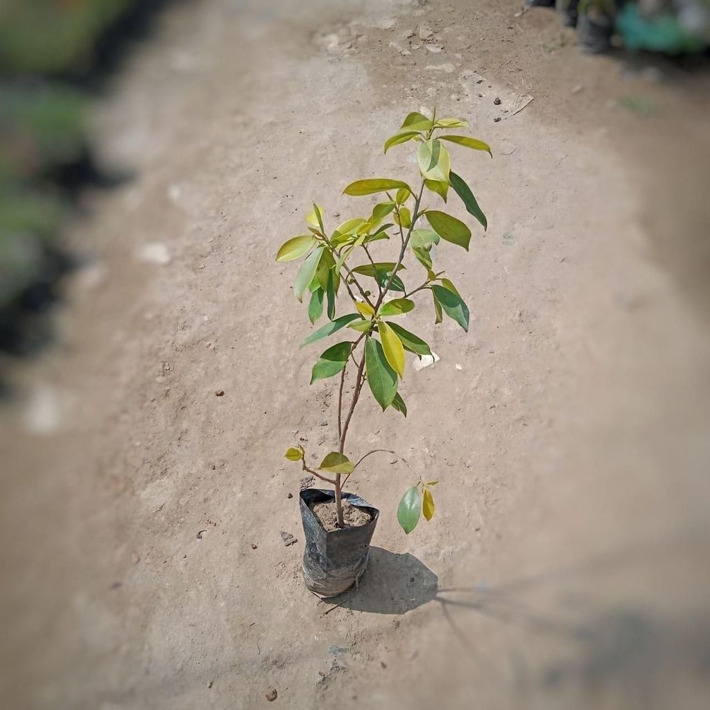Buy Panda Ficus In 7 Inch Nursery Bag Online | Urvann.com Panda Ficus in 7 Inch Nursery Bag