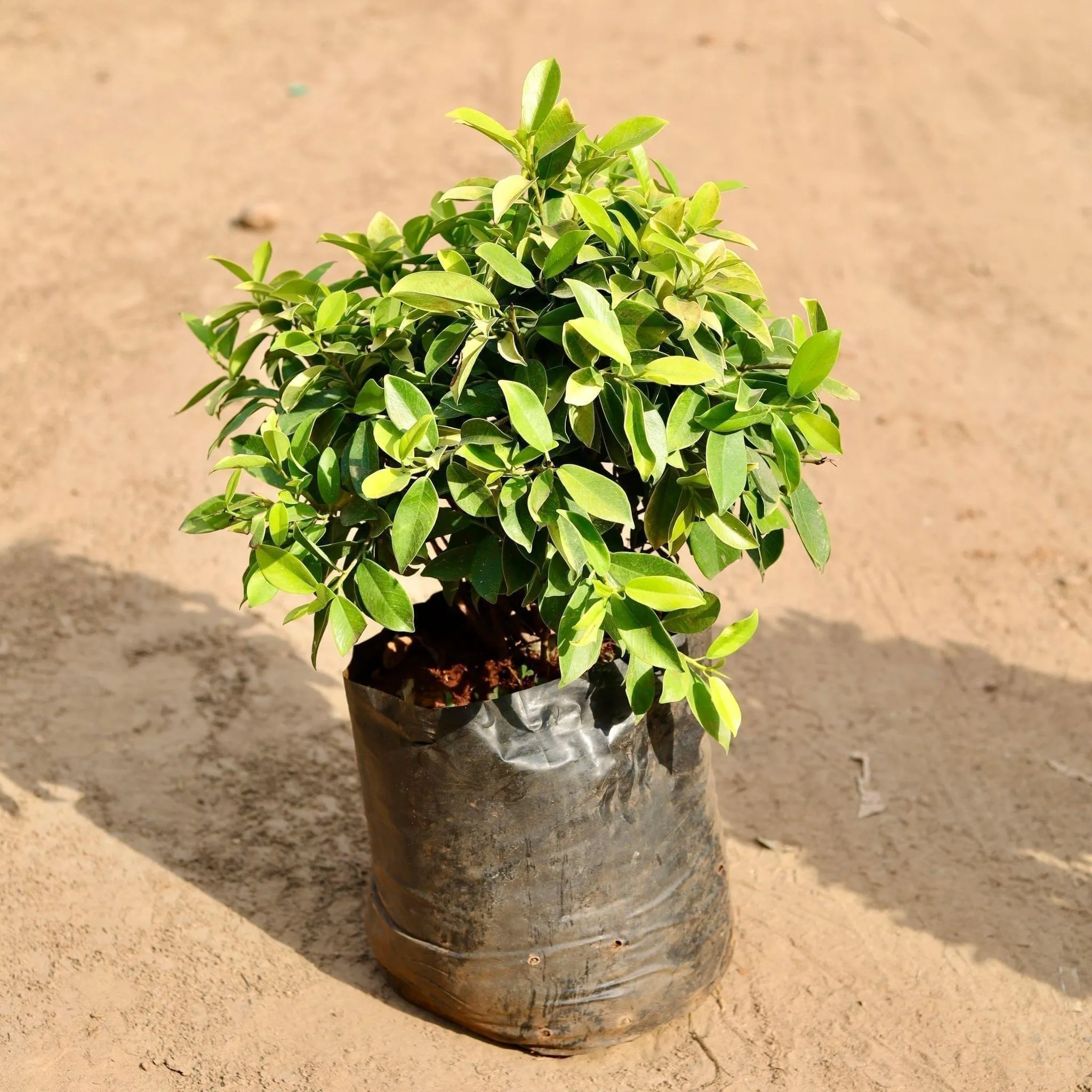 Ficus Panda in 14 Inch Nursery Bag