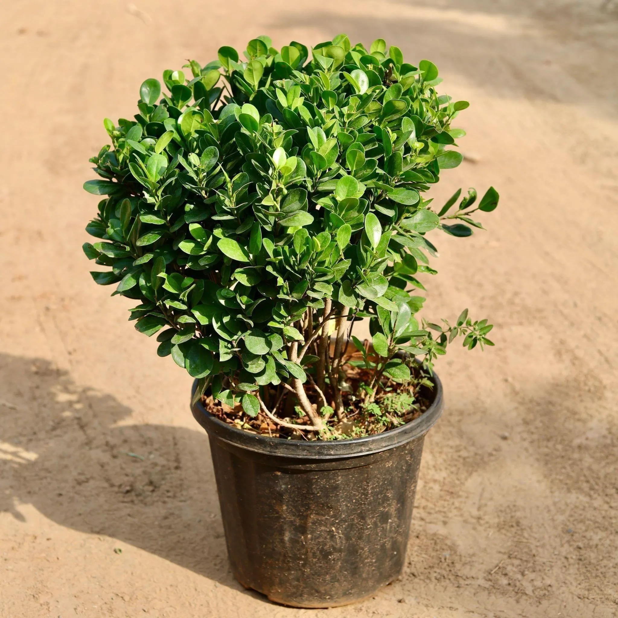 Ficus Moclaim in 12 Inch Nursery Pot