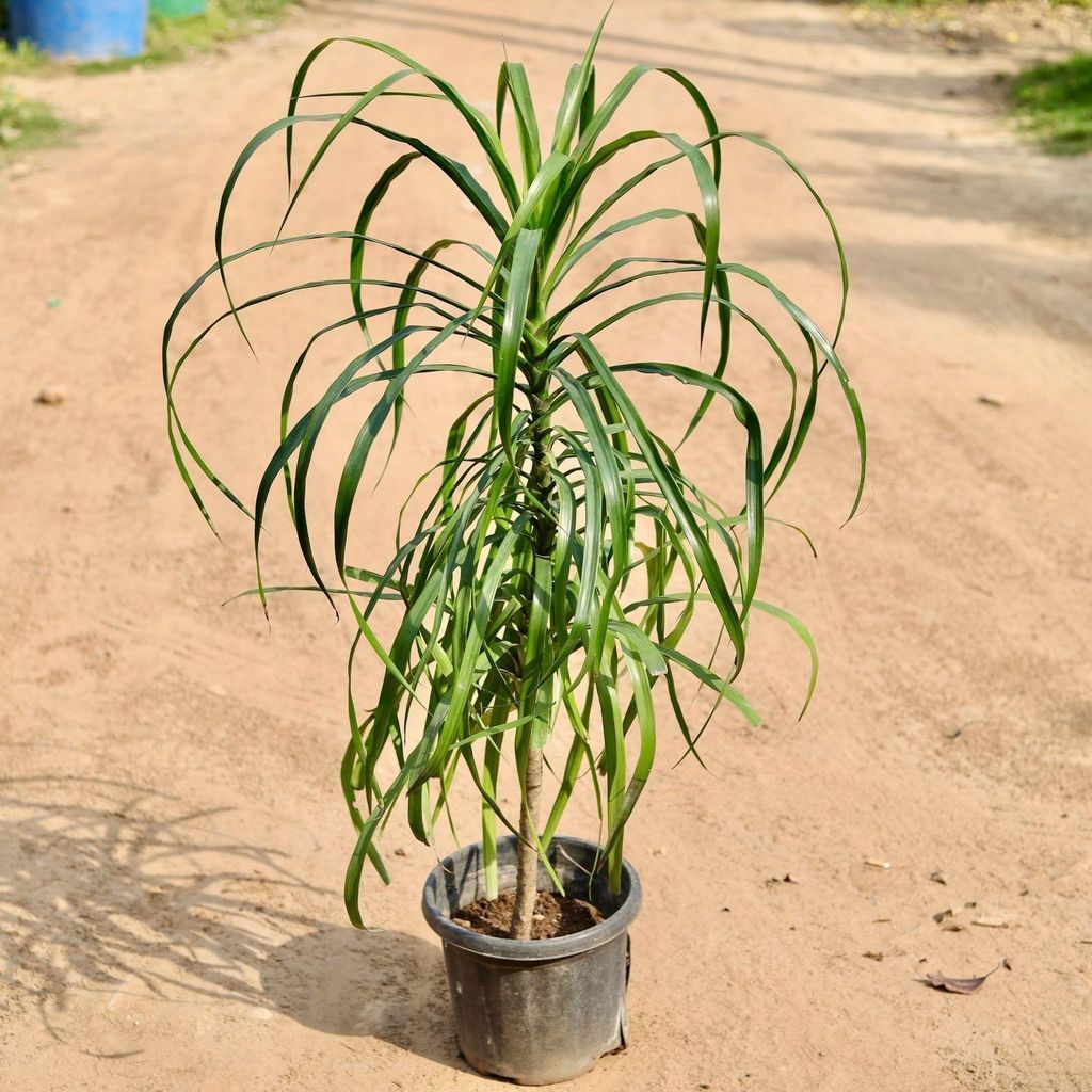 Buy Dracaena Narrow Leaves In 10 Inch Plastic Pot Online | Urvann.com Dracaena Narrow Leaves in 10 Inch Nursery Pot
