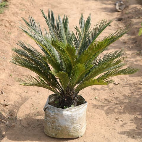 Cycas Palm in 12 Inch Nursery Bag