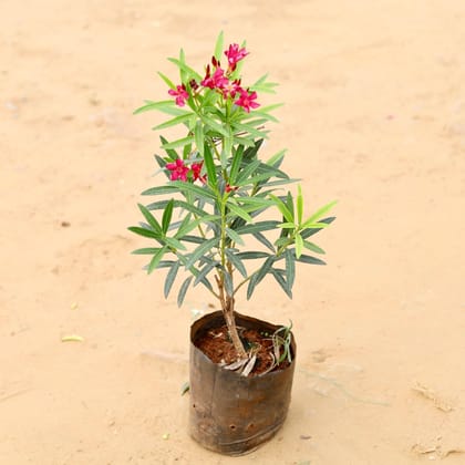 Buy Kaner / Oleander Pink in 7 Inch Nursery Bag Online | Urvann.com