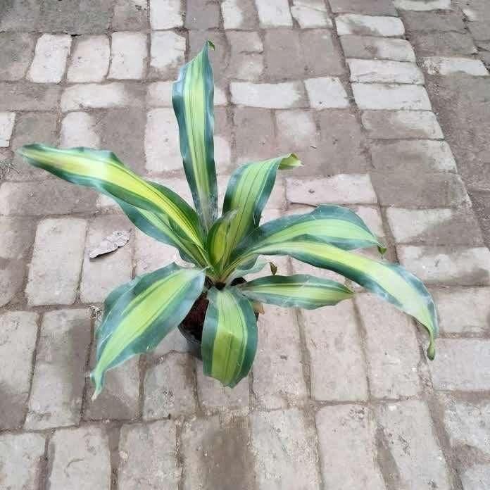 Buy Dracaena Dara Singh in 6 Inch Plastic Pot Online | Urvann.com Dracaena Dara Singh in 6 Inch Nursery Pot