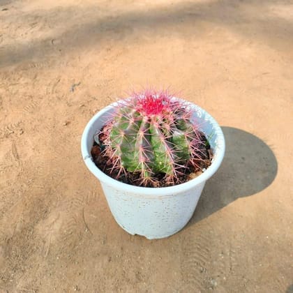 Buy Melocactus (any colour) in 4 Inch White Plastic Pot Online | Urvann.com