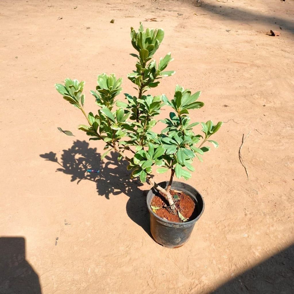 Buy Pittosporum Topiary Variegated In 6 Inch Plastic Pot Online | Urvann.com Pittosporum Topiary Variegated in 6 Inch Nursery Pot