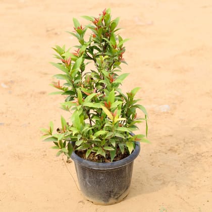 Buy Syzygium Ficus in 8 Inch Plastic Pot Online | Urvann.com