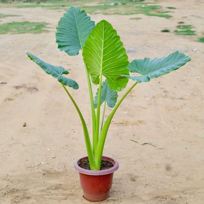 Buy Alocasia Big Leaf in 16 Inch Plastic Pot Online | Urvann.com