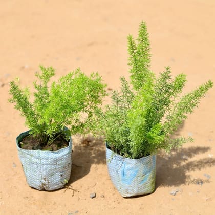 Buy Set of 2 - Asparagus Mary in 5 Inch Nursery Bag Online | Urvann.com