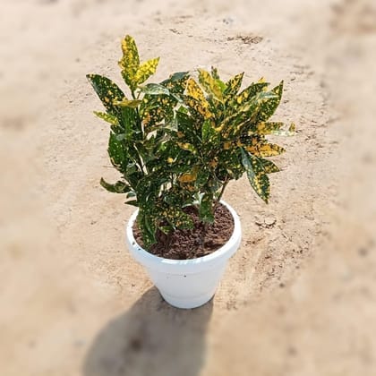 Buy Baby Croton in 8 Inch Classy White Plastic pot Online | Urvann.com