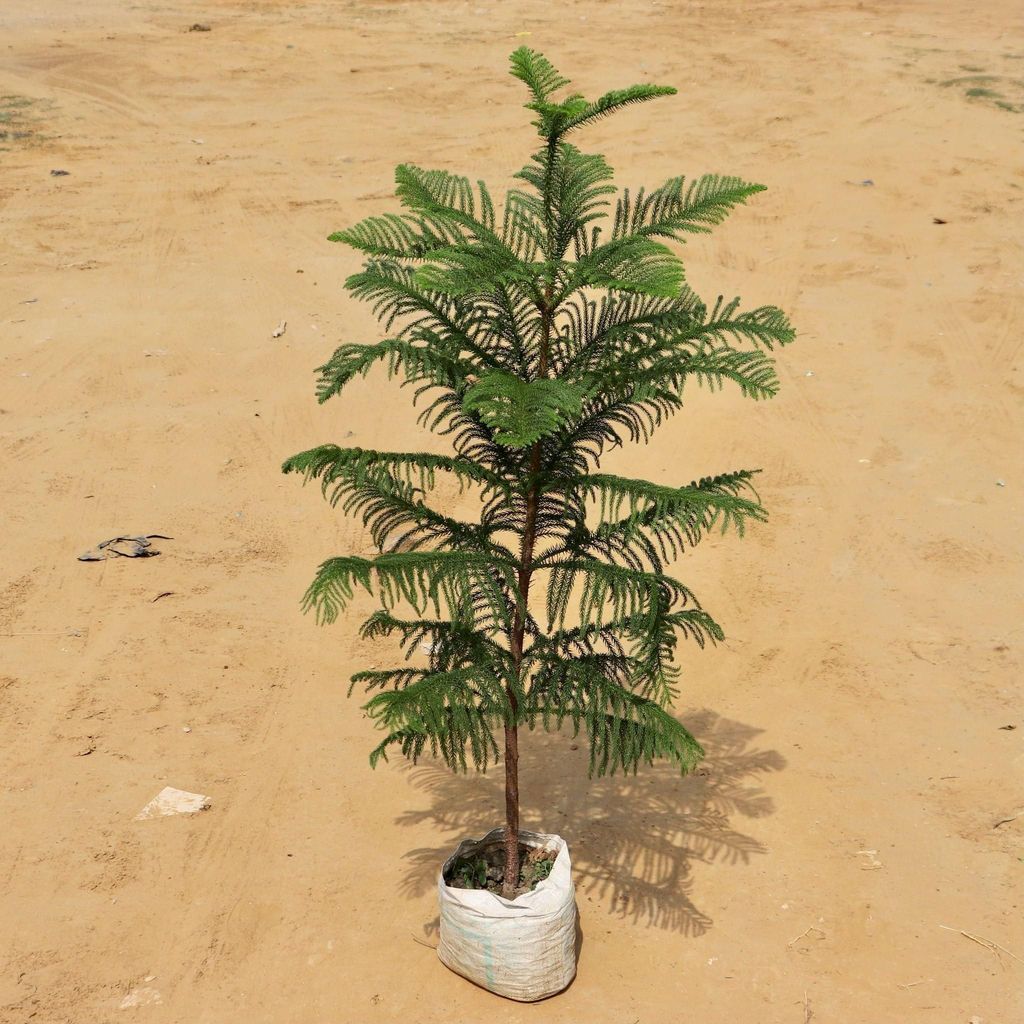 Araucaria / Christmas Tree (~4 feet) in 10 Inch Nursery Bag