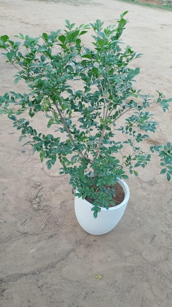 Madhu Kamini (any colour) in 14 Inch Fiberglass Planter