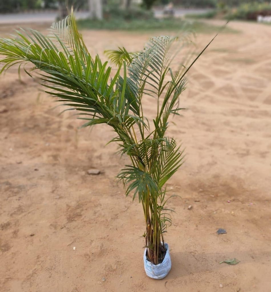Areca Palm (~ 3 Ft) in 7 inch Nursery Bag