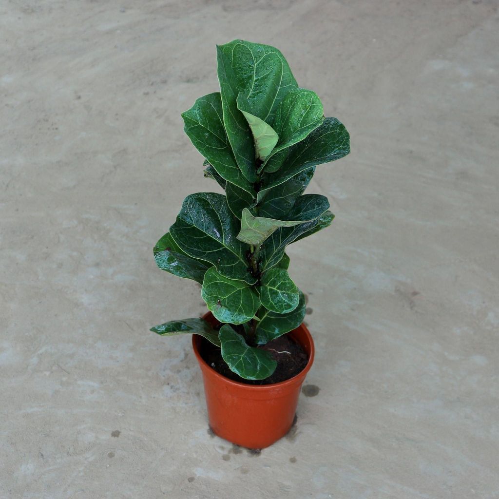 Fiddle Leaf Fig (Ficus Lyrata) in 8 Inch Nursery Pot