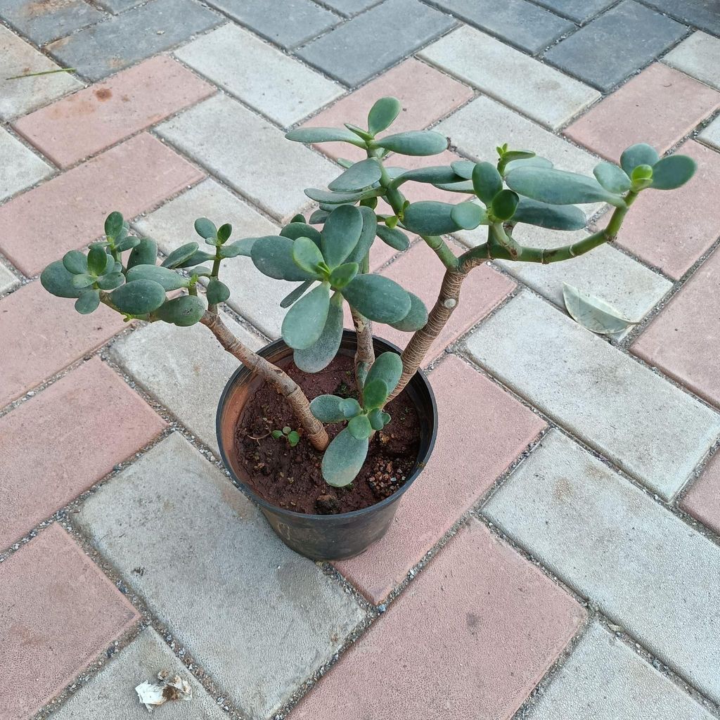 Buy Crassula succulent in 5 Inch Plastic Pot Online | Urvann.com Crassula succulent in 5 Inch Nursery Pot