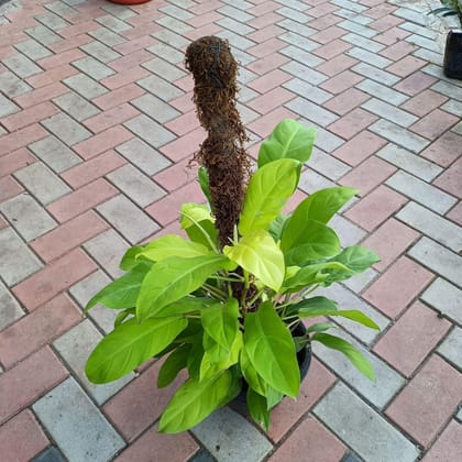Buy Golden Philodendron on ~ 3ft Moss stick in 10 Inch Plastic Pot Online | Urvann.com