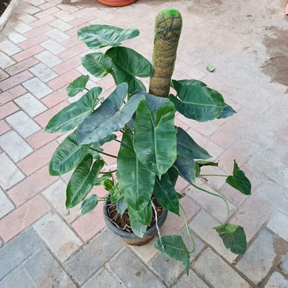 Buy Green Philodendron with 3 ft Moss stick in 10 Inch Plastic Pot Online | Urvann.com