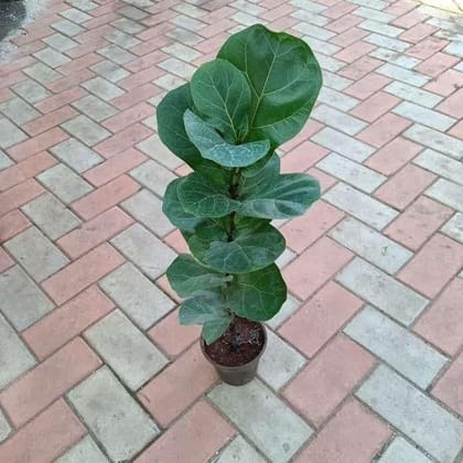 Buy Fiddle Leaf Fig (small leaf) ~ 2-3 ft in 5 Inch Plastic Pot Online | Urvann.com
