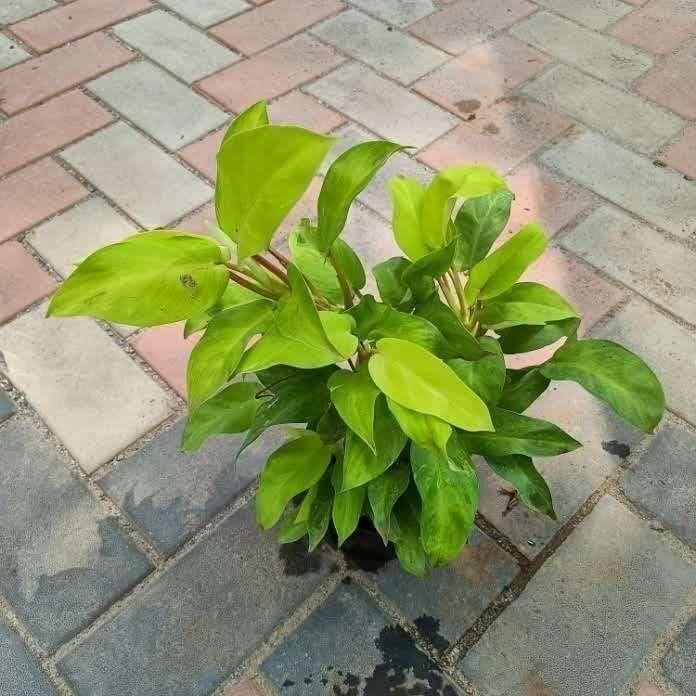 Buy Philodendron Green in 5 Inch Plastic Pot Online | Urvann.com Philodendron Green in 5 Inch Nursery Pot