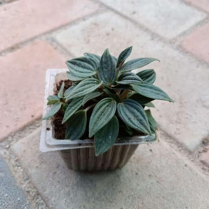 Emerald Dwarf Succulent in 3 Inch Nursery Pot