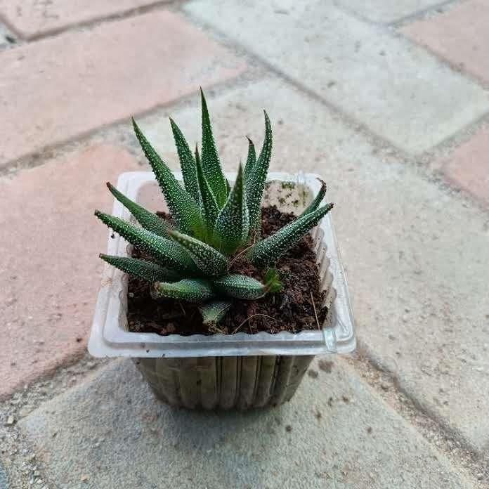 Buy Haworthia Zebra Succulent in 3 Inch Plastic Pot Online | Urvann.com Haworthia Zebra Succulent in 3 Inch Nursery Pot