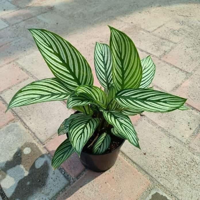 Buy Calathea White Green in 4 Inch Plastic Pot Online | Urvann.com Exotic Calathea White Green in 4 Inch Nursery Pot