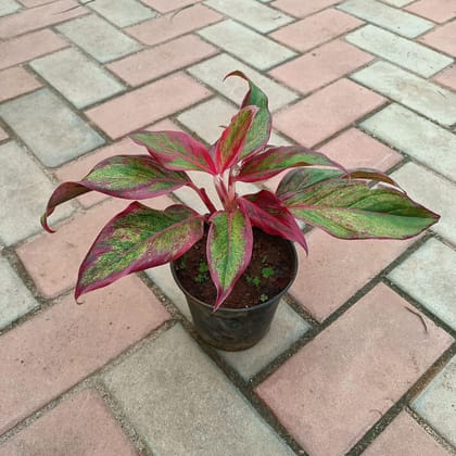 Buy Aglaonema Lipstick in 4 Inch Plastic Pot Online | Urvann.com