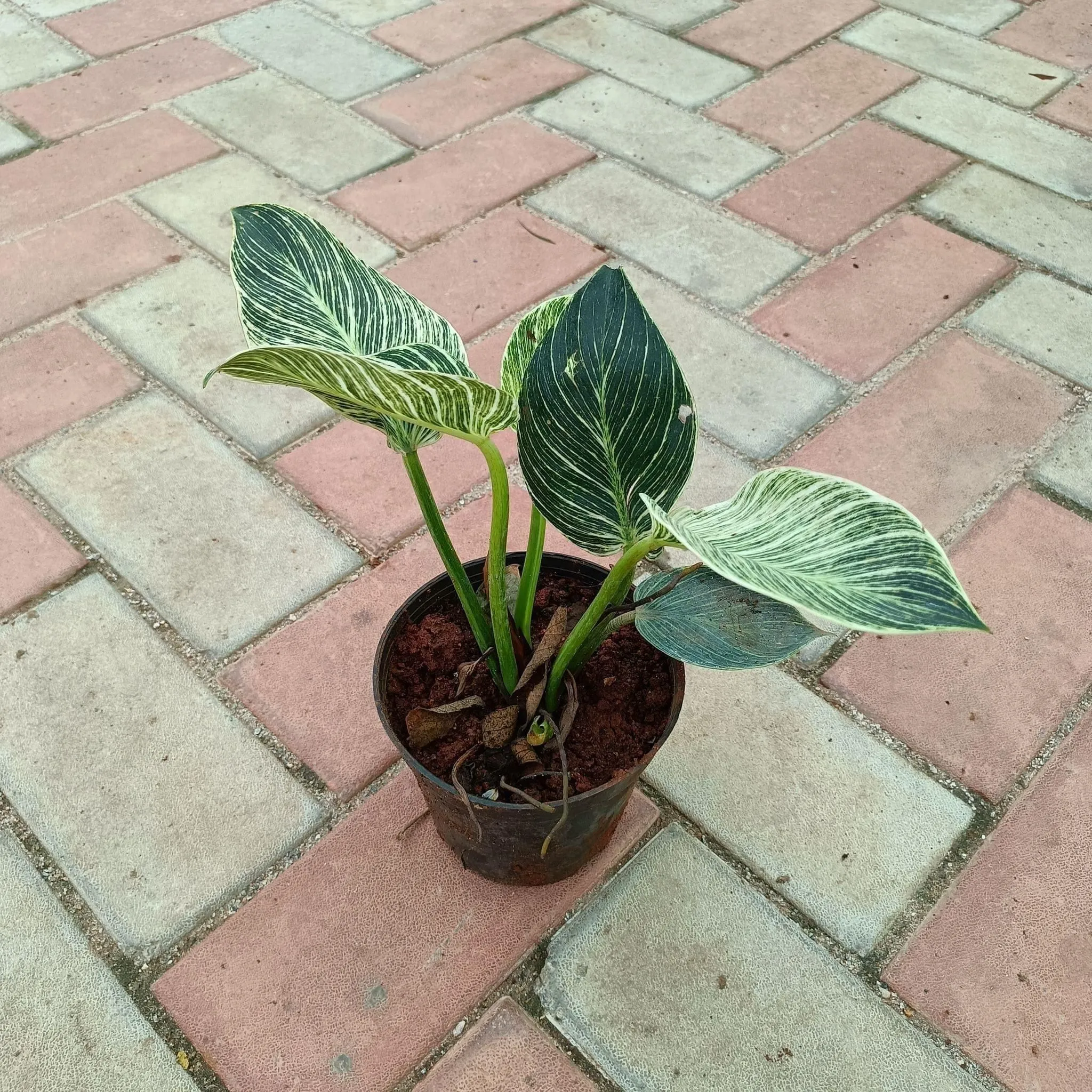 Philodendron Birkin in 4 Inch Nursery Pot
