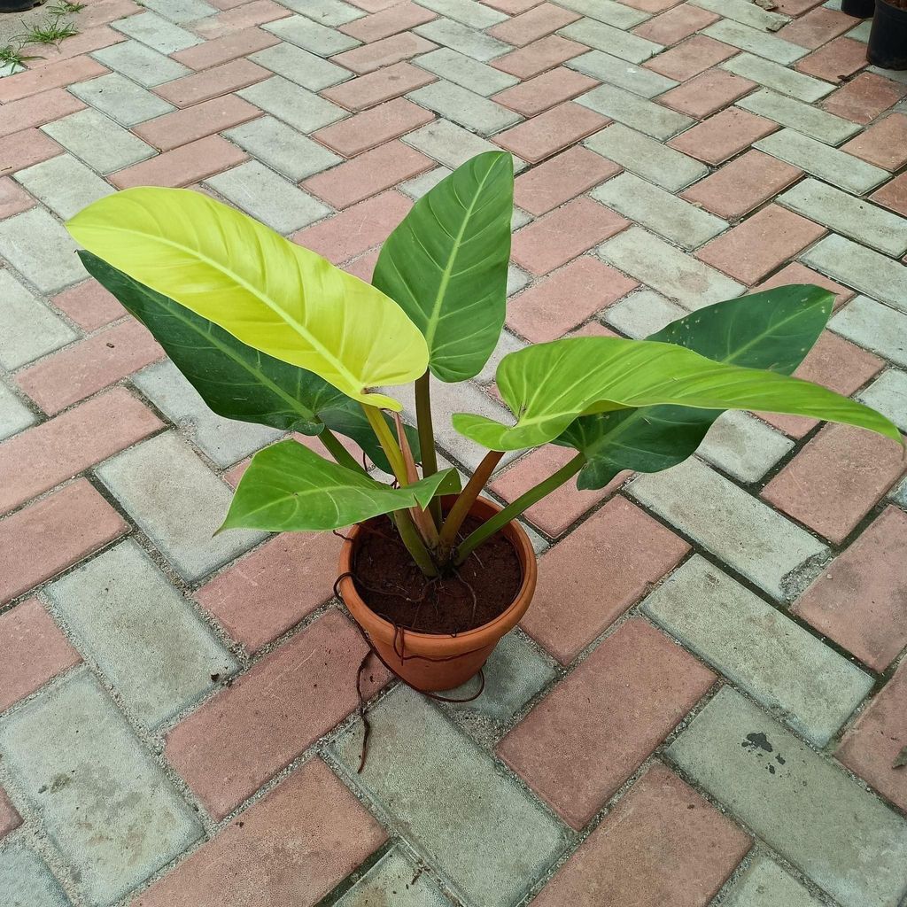Buy Philodendron Large in 6 Inch Plastic Pot Online | Urvann.com Philodendron Large in 6 Inch Nursery Pot