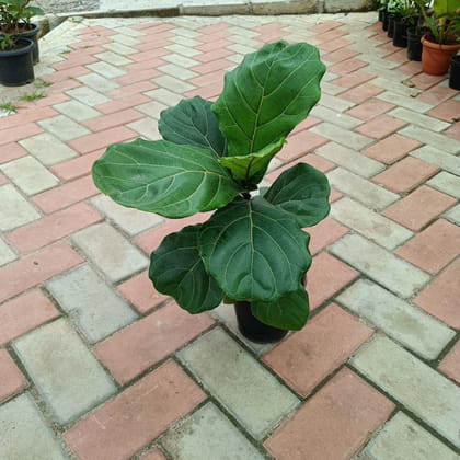 Buy Fiddle Leaf Fig ~ 1 feet in 6 Inch Plastic Pot Online | Urvann.com