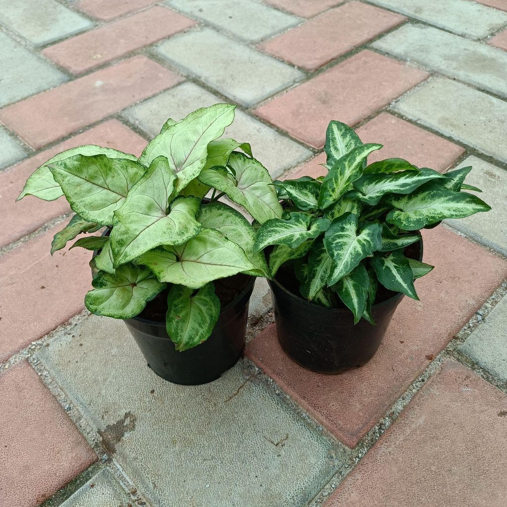 Set of 2 - (Syngonium Small & Syngonium Large Leaf) in 4 Inch Nursery Pot