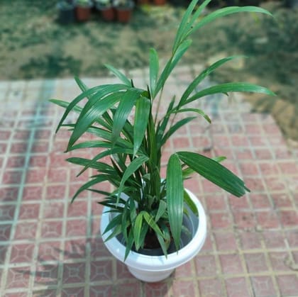 Buy Areca palm in 10 Inch Plastic Pot Online | Urvann.com