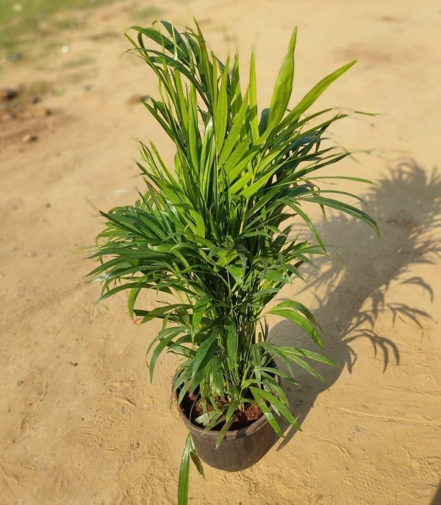Areca palm (~ 2 Ft) in 12 Inch Nursery Pot