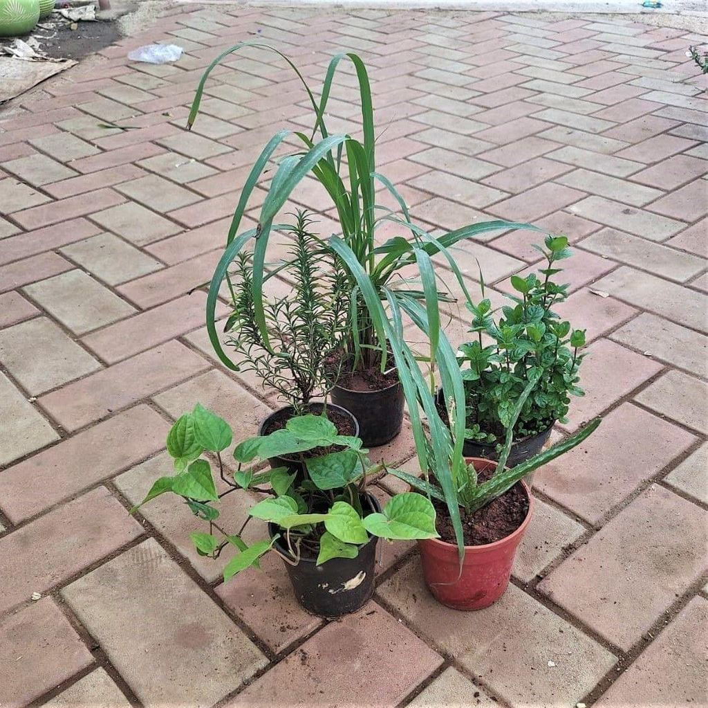 Herb Superstar Combo - Set of 5 - (Lemon Grass, Rosemary, Mint, Paan & Aloe Vera ) in Nursery Pot