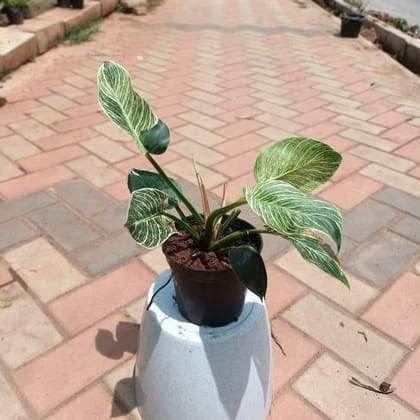 Buy Philodendron Birkin in 5 Inch Plastic Pot Online | Urvann.com