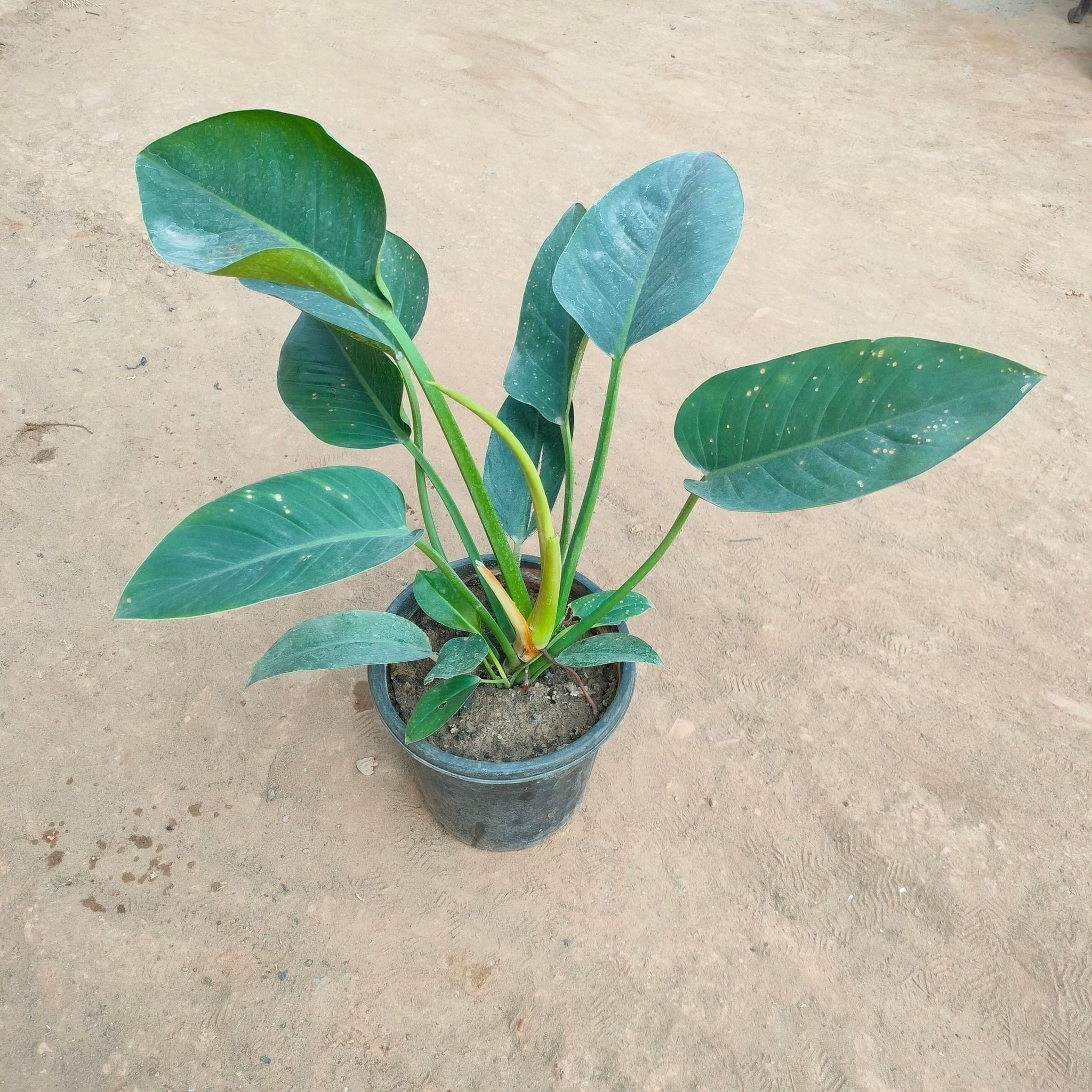 Philodendron Green in 7 Inch Nursery Pot