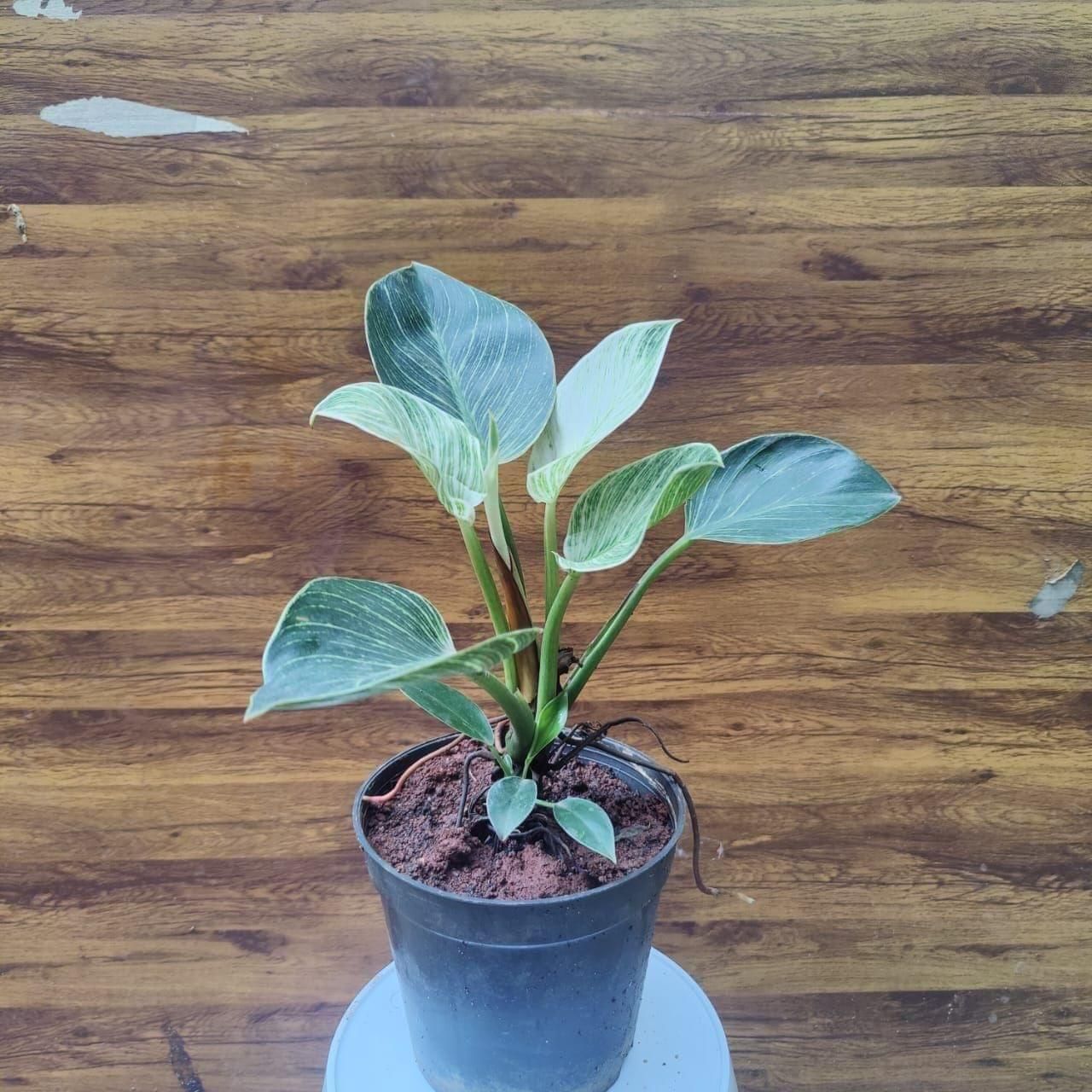 Philodendron Birkin in 5 Inch Nursery Pot