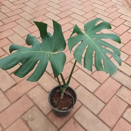 Buy Monstera Deliciosa Big Leaves in 6 Inch Plastic Pot Online | Urvann.com