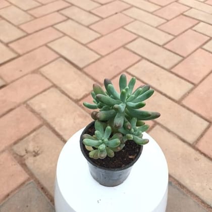 Buy Pachyphytum / Small Munga Succulent  in 3 Inch Plastic Pot Online | Urvann.com
