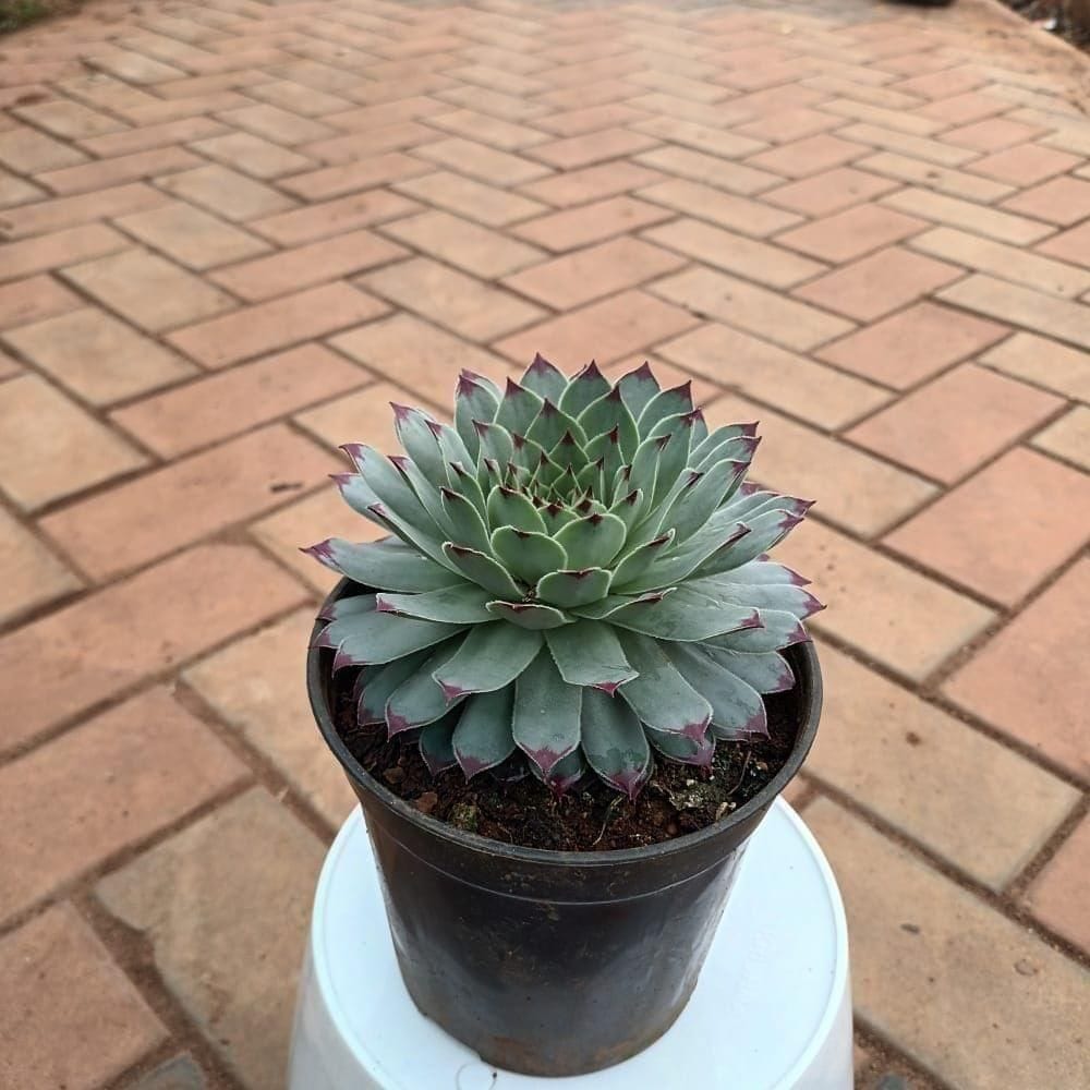 Kamal Succulent in 4 Inch Nursery Pot