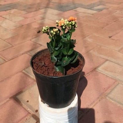 Buy Kalanchoe Succulent (any colour) in 4 Inch Plastic Pot Online | Urvann.com