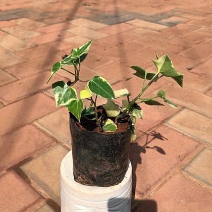 Buy English Ivy Succulent in 3 Inch Nursery Bag Online | Urvann.com