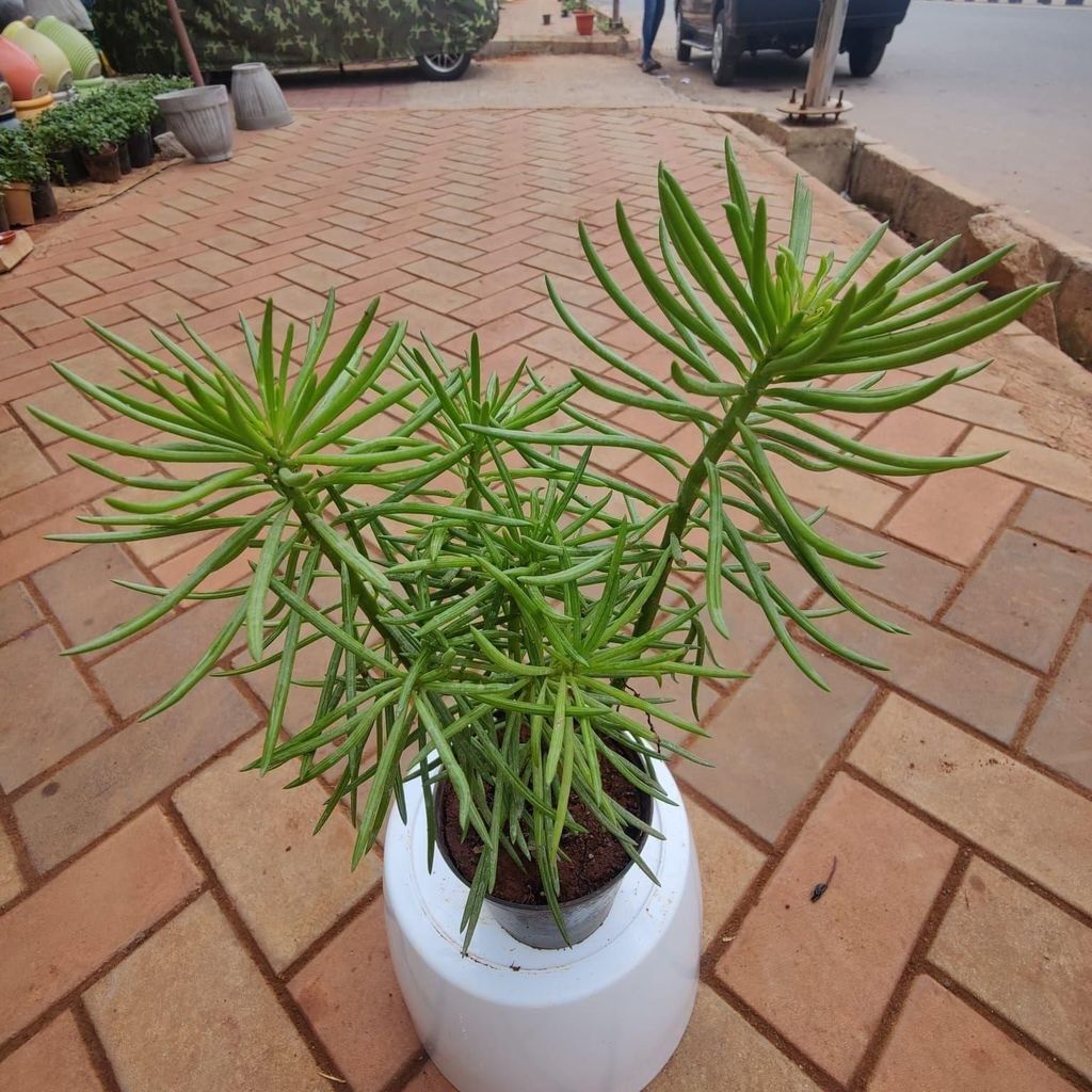 Buy Sanecio Succulent in 4 Inch Plastic Pot Online | Urvann.com Sanecio Succulent in 4 Inch Nursery Pot