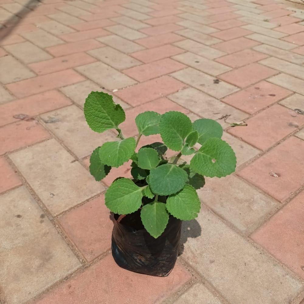 Ajwain in 4 Inch Nursery bag Ajwain in 4 Inch Nursery bag