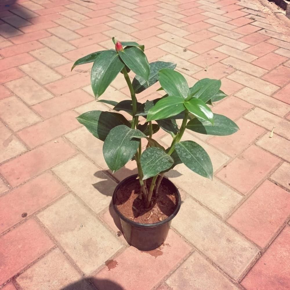 Sugar Plant in 5 Inch Nursery Pot Sugar Plant in 5 Inch Nursery Pot