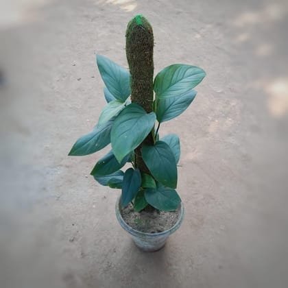 Philodendron Jersey 3 ft. moss stick in 8 Inch Clay Pot
