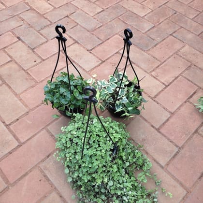 Buy Set of 3- Hanging Combo (Brahmi Dollar, English Ivy & Turtle Vine) in 5 Inch Hanging Baskert Online | Urvann.com