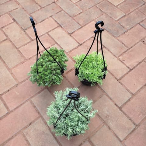 Set of 3 - Sedum Succulent (White, Green & Yellow) in 5 Inch Black Hanging Basket
