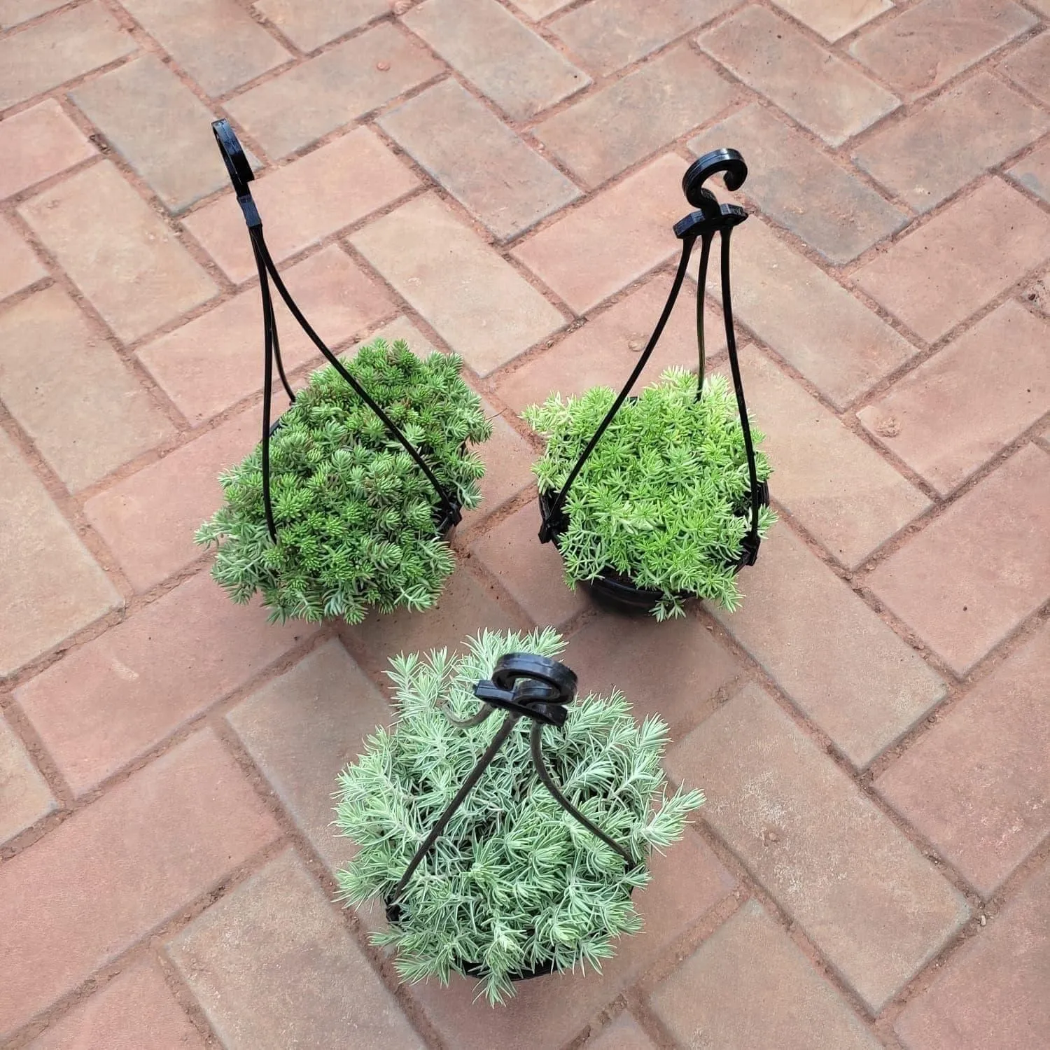 Set of 3 - Sedum Succulent (White, Green & Yellow) in 5 Inch Black Hanging Basket