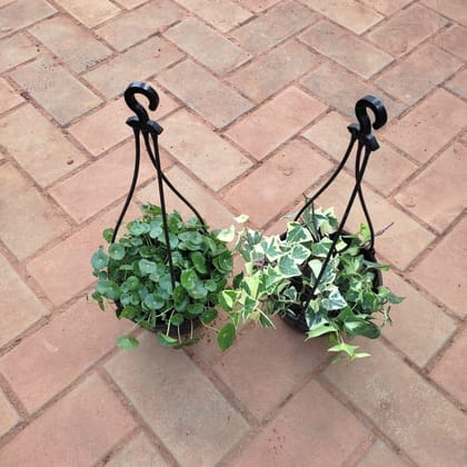 Buy Set of 2 - Hanging Combo (Brahmi Dollar & English Ivy) in 5 Inch Hanging Baskert Online | Urvann.com